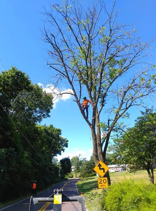 Professional tree care by Alchemy Tree